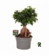 Ficus