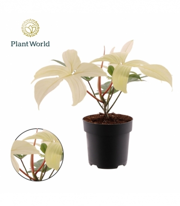 Philodendron