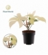 Philodendron