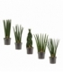 Sansevieria