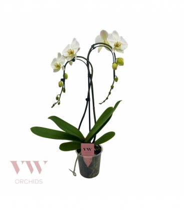 Phalaenopsis