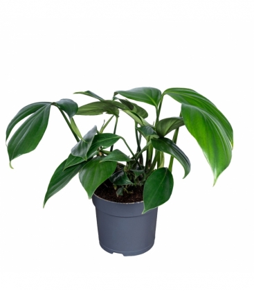 Philodendron