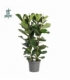 Ficus