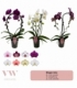 Phalaenopsis