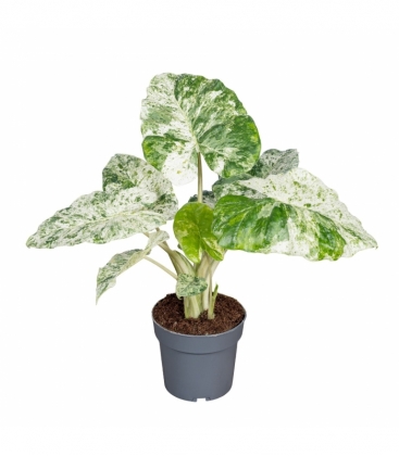 Alocasia