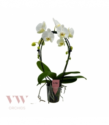 Phalaenopsis