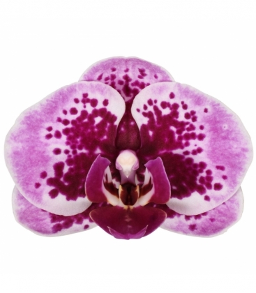 Phalaenopsis