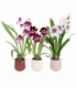 Miltonia