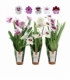 Miltonia