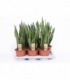 Sansevieria