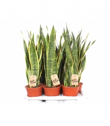 Sansevieria