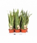 Sansevieria