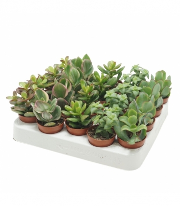 Crassula