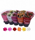 Kalanchoe