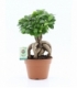 Ficus