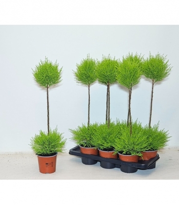 Cupressus