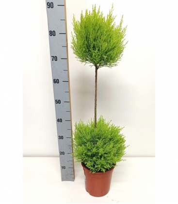 Cupressus
