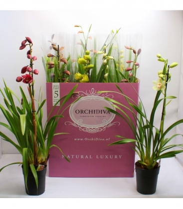 Cymbidium