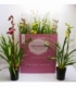 Cymbidium
