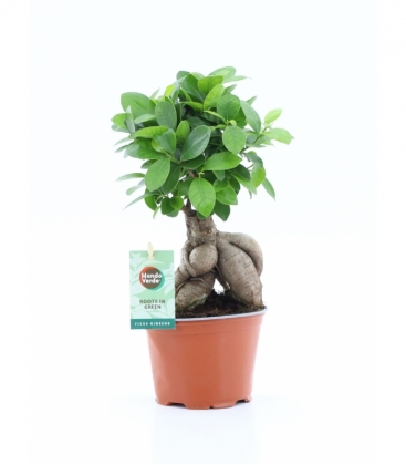 Ficus
