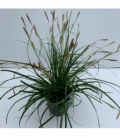 Carex