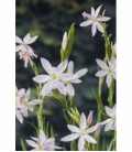 Schizostylis