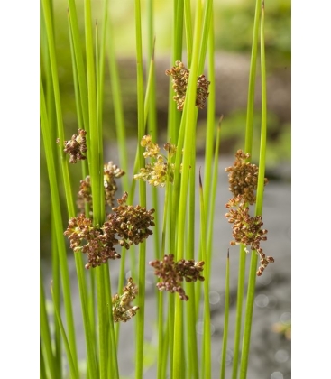 Juncus