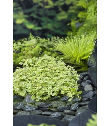 Hydrocotyle