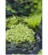 Hydrocotyle