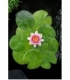 Nymphaea