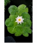 Nymphaea