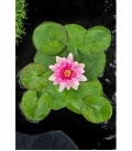 Nymphaea