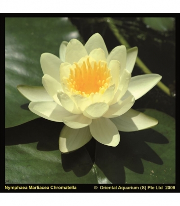 Nymphaea