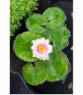 Nymphaea