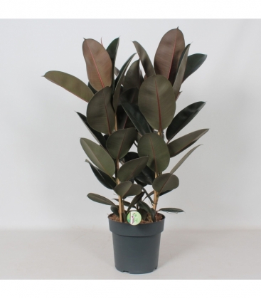 Ficus