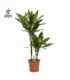 Dracaena