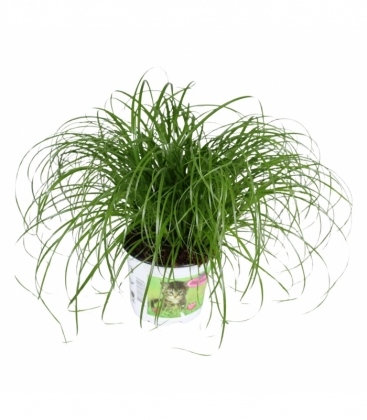 Cyperus