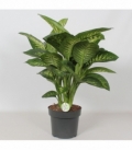 Dieffenbachia