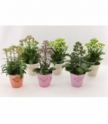 Kalanchoe