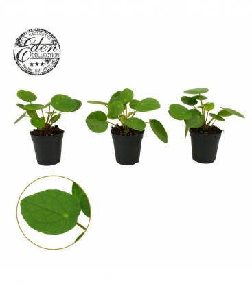 Pilea