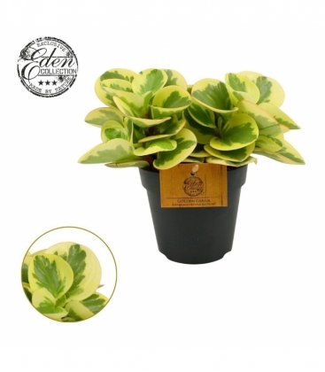 Peperomia