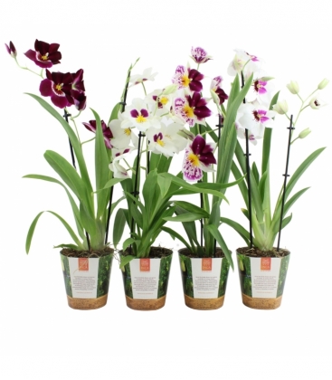Miltoniopsis