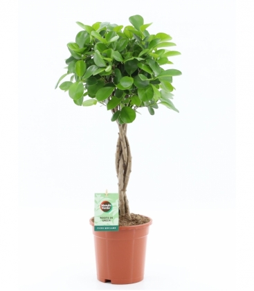 Ficus