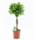 Ficus