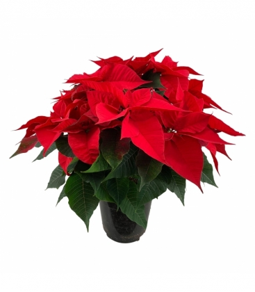 Poinsettia