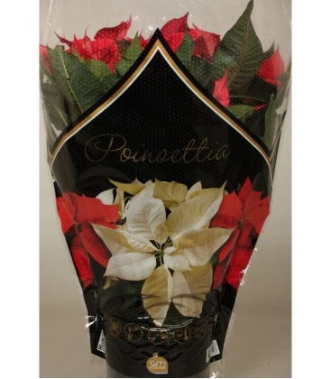 Poinsettia