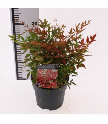 Nandina