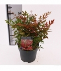 Nandina