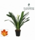 Clivia