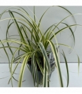 Carex